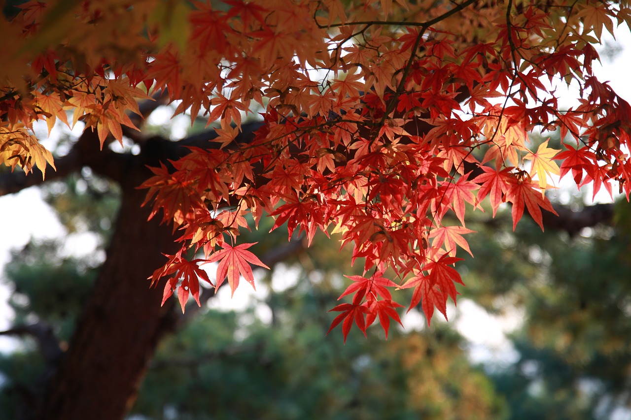 미국 Maine주 단풍 여행지 추천