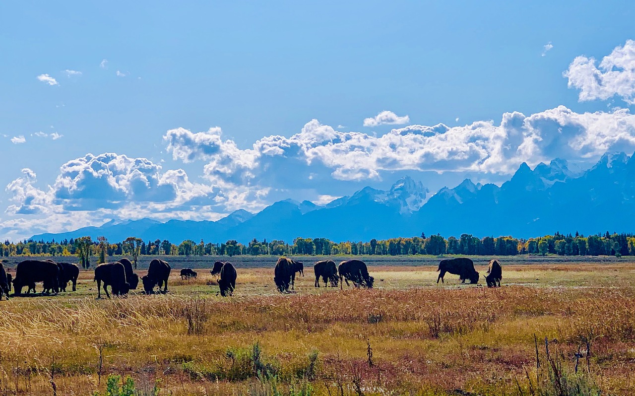 Teton 국립공원 여행